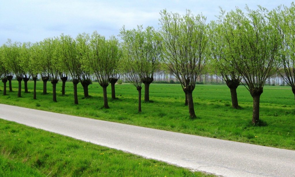 Поллардинг в ландшафтном дизайне